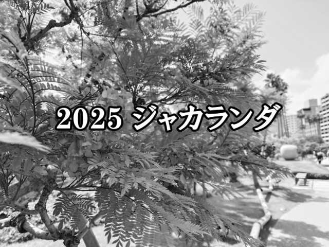 2025年　ジャカランダのアルバム（6/21更新終了）
